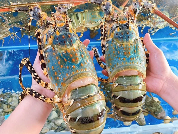 Chỉ 60 ngày, một sản vật của Việt Nam thu về gần 30 triệu USD, Trung Quốc mạnh tay nhập khẩu