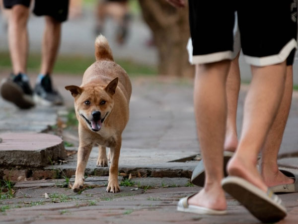 Đề xuất nuôi chó, mèo phải đăng ký với chính quyền