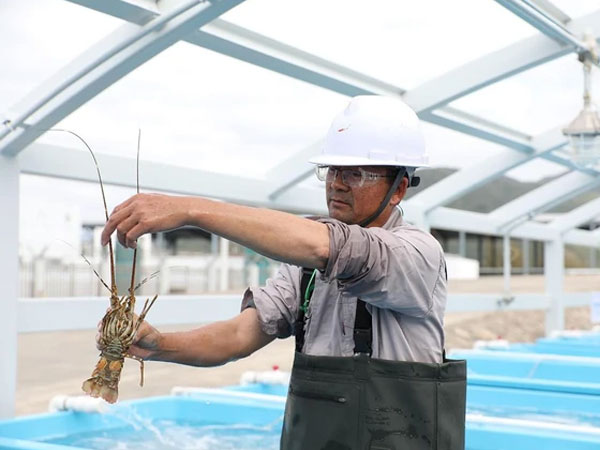 Hạn chế nhập khẩu 'siêu thực phẩm' cho nhà giàu, Trung Quốc làm dự án chưa từng có, sản lượng 50 tấn/năm