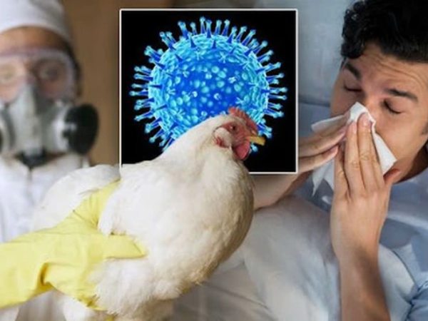 Sinh viên nhiễm cúm gia cầm A/H5 ở Khánh Hòa đã tử vong: Bệnh cúm này nguy hiểm như thế nào?