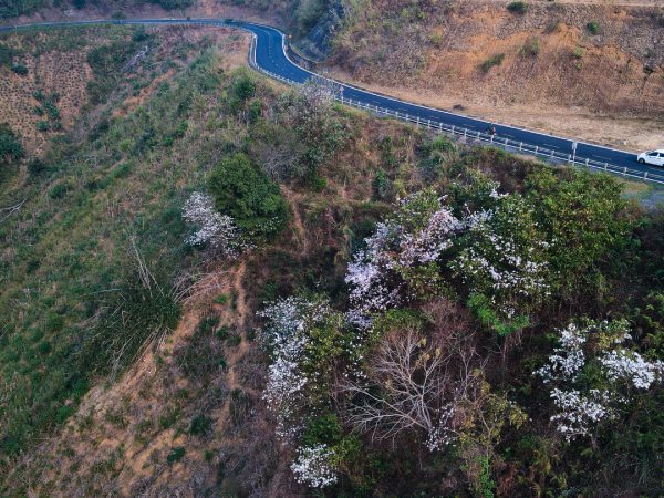 Mùa hoa ban nở trắng núi đồi níu chân du khách đến Điện Biên