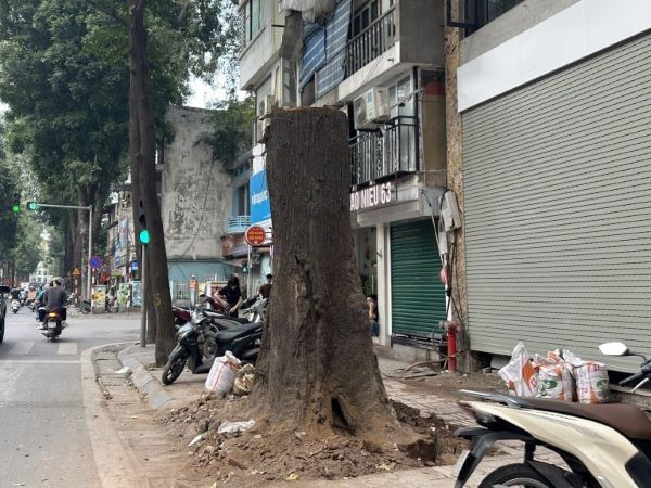 Cây sao đen trăm tuổi trên phố Lò Đúc bị chặt hạ