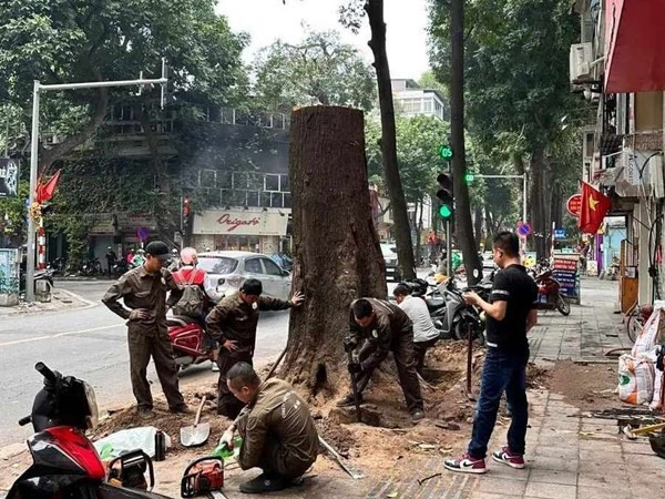 Cây sao trăm tuổi ở Hà Nội bị đốn: Có hay không việc bức tử?
