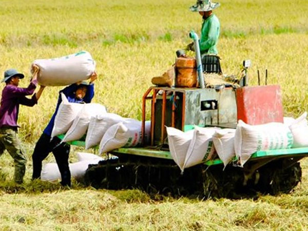 Quốc gia mua gạo nhiều nhất thế giới tăng nhập từ Thái, báo động gạo Việt Nam