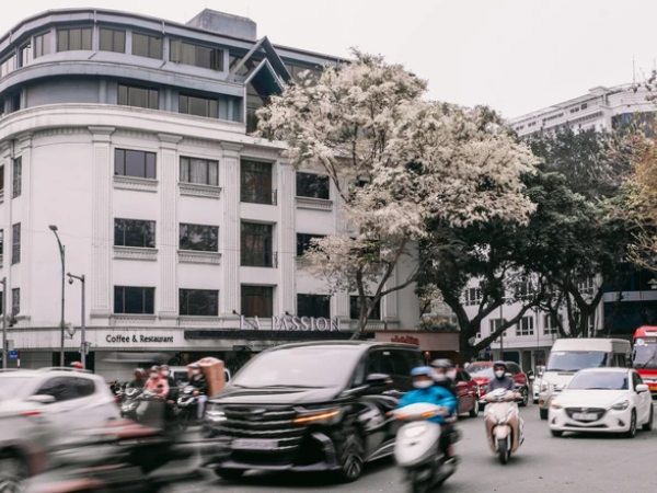 Giật mình cảnh nở 'không kịp cản' của loài hoa tháng 3 Hà Nội, trắng xóa cả trời khiến ai thấy cũng trầm trồ