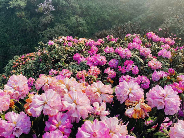 Chinh phục ngọn núi cao hơn 3.000m, săn mùa hoa đỗ quyên đẹp nhất Lai Châu