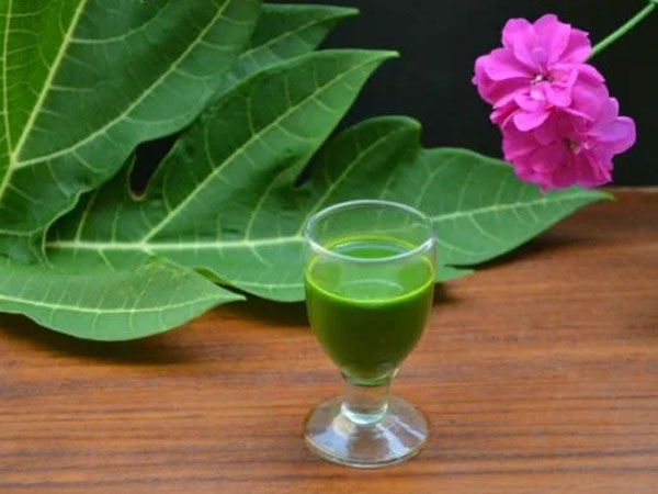 Thực hư tác dụng của lá đu đủ trong phòng và điều trị ung thư