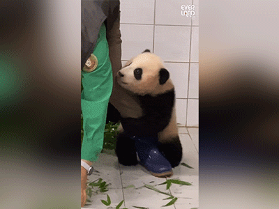 'Đỉnh lưu Pandabiz' Fubao: 'Công chúa nhà tài phiệt' kiếm tiền khủng cỡ nào cho Samsung dù chỉ nằm chơi?