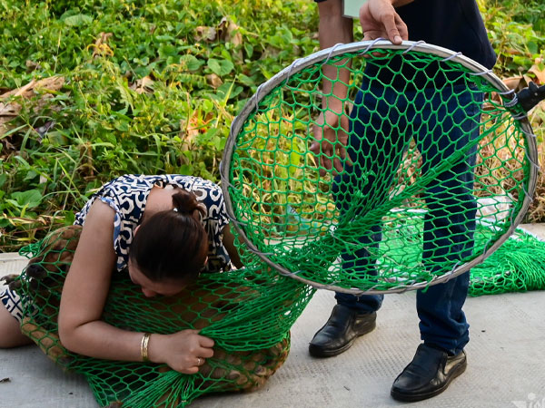 Chó cưng thả rông bị đưa đi, chủ khóc nức nở xin nộp phạt ngay