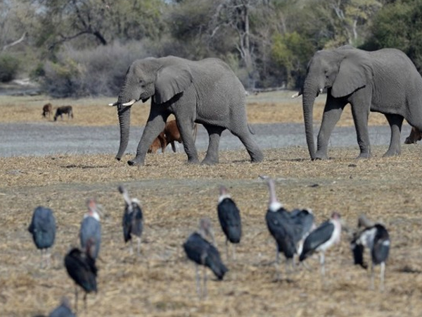 Tranh cãi chuyện săn bắn, Botswana tuyên bố sẵn sàng đưa 20.000 con voi sang Đức