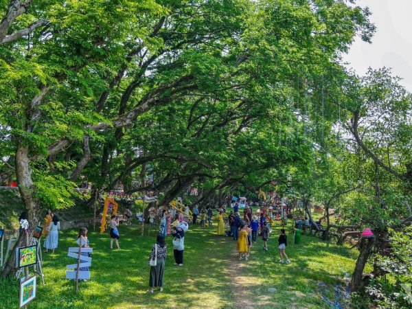 Chen chân check-in 9 cây sưa trăm tuổi vừa được công nhận di sản Việt Nam