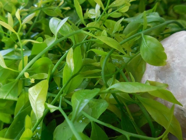 Loại rau đắt ngang thịt bò bổ dưỡng cho sức khỏe