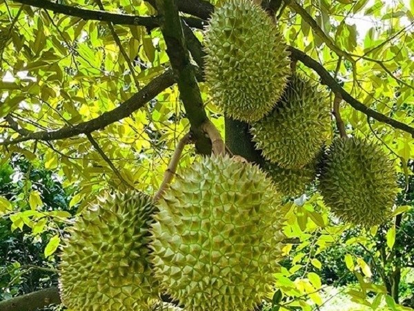 Sầu riêng giảm giá trở lại