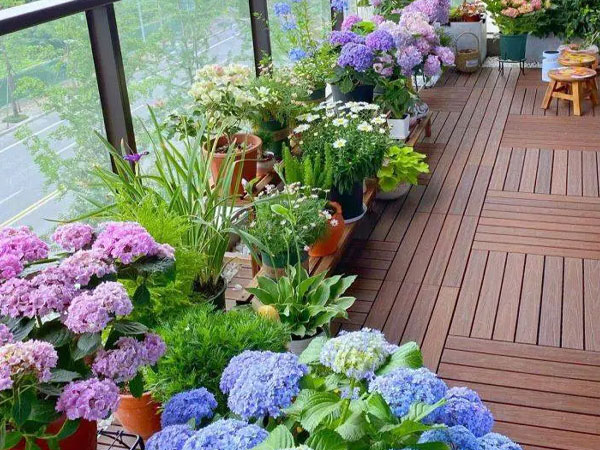 5 loại hoa vừa có sắc vừa có hương nhưng người giàu ít khi muốn trồng ngoài ban công, vì sao?