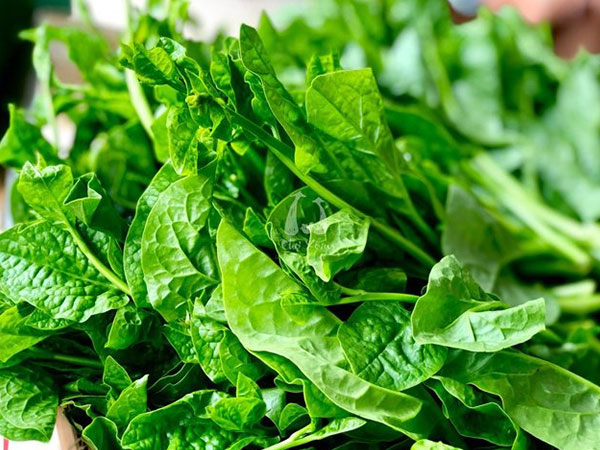 4 nhóm người tuyệt đối không ăn rau mồng tơi kẻo 'rước họa'