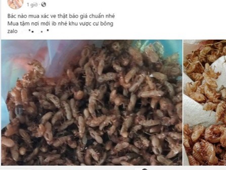 Thực hư xác ve sầu được thu mua giá tiền triệu