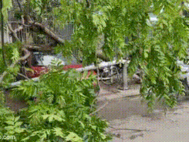 Hà Nội sau trận mưa lốc kinh hoàng: Hàng loạt cây cối đổ rạp, nhà trọ bị cuốn bay mái khiến bố mẹ phải ôm con di tản trong đêm