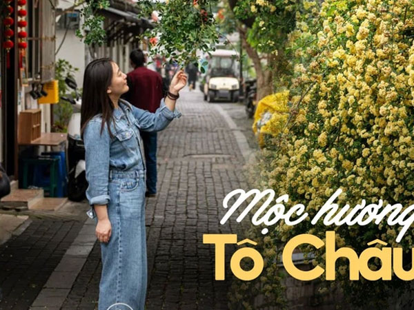 Tô Châu tháng Tư bừng sáng trong sắc hoa mộc hương: Hoa rủ bên tiệm trà nhỏ, lặng lẽ yêu kiều trong vườn cổ