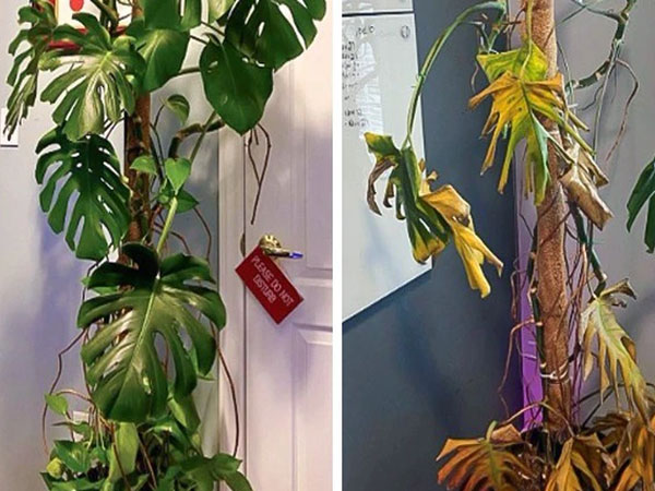 Trong nhà có cây héo quắt, chết dần chết mòn: Không hẳn là điềm gở, nhưng chủ nhân khó tránh vận xui