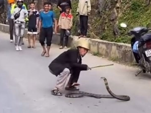 Clip: Người đàn ông liều mạng bắt rắn hổ mang chúa ở giữa đường