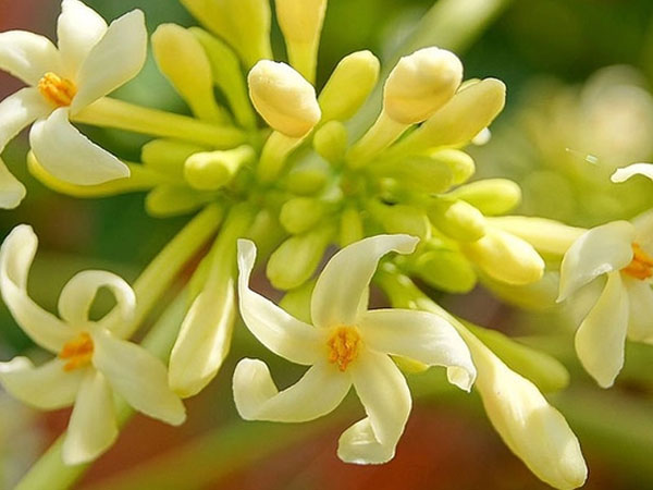 Uống hoa đu đủ để 'diệt' ung thư, sau 1 năm, khối u to gấp 4 lần