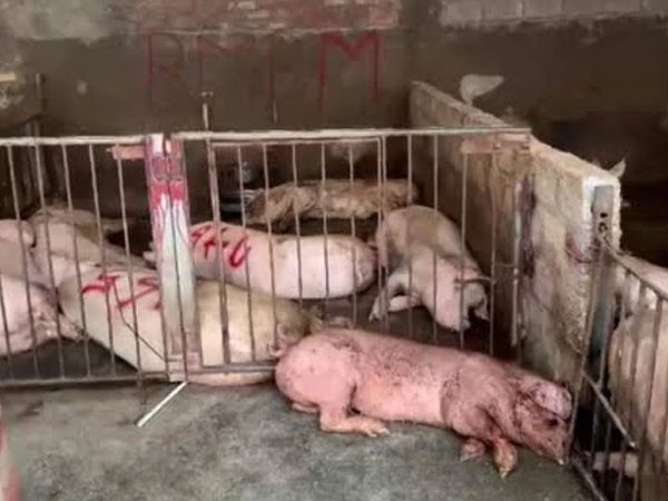Phát hiện hơn 4.000kg thịt lợn có triệu chứng nhiễm bệnh tại Tam Đảo