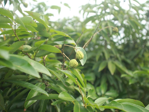 Người dân Bắc Giang bất lực vì vải thiều mất mùa: 'Chưa năm nào tôi thấy đáng sợ như năm nay'