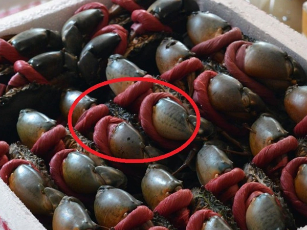 Một nhóm hàng của Việt Nam thu về hơn 50 triệu USD trong 3 tháng đầu năm: Trung Quốc đặt mua hàng đầu