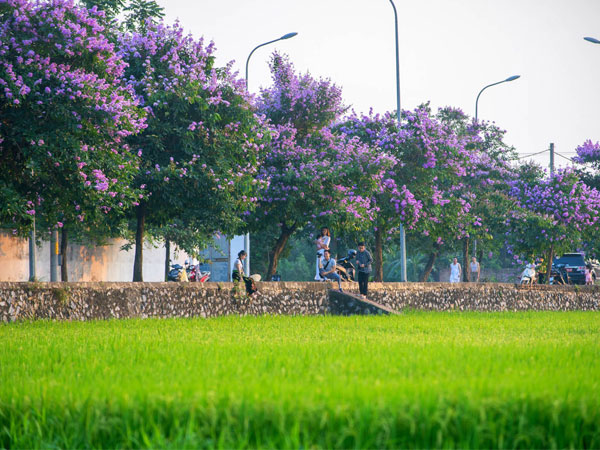 Du khách 'săn lùng' đường bằng lăng tím ngắt ven ruộng lúa ở ngoại thành Hà Nội