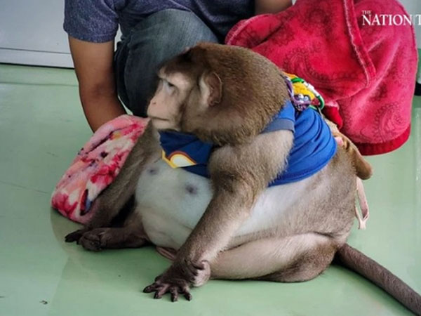 'Chú khỉ béo nhất thế giới' qua đời thương tâm khi mới 6 tuổi vì được khách du lịch yêu thương quá mức