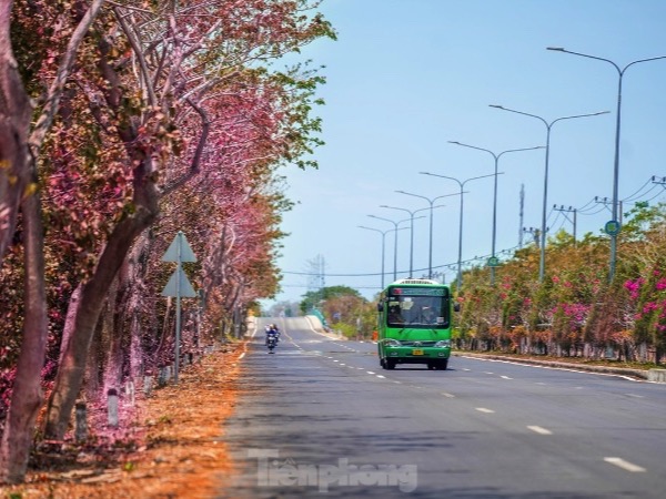 Tuyến đường độc đạo xuyên rừng đẹp như tranh ở TPHCM