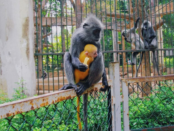 Xôn xao 'scandal tình ái' khi đôi khỉ xám sinh ra một chú khỉ con lông vàng: Thảo Cầm Viên Sài Gòn lên tiếng phân trần