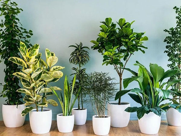 4 loại cây cảnh vừa giảm nhiệt ngày nóng lại 'nịnh' Thần tài, được người giàu coi như 'báu vật'