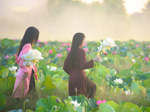Bình yên mùa sen trắng xứ Huế