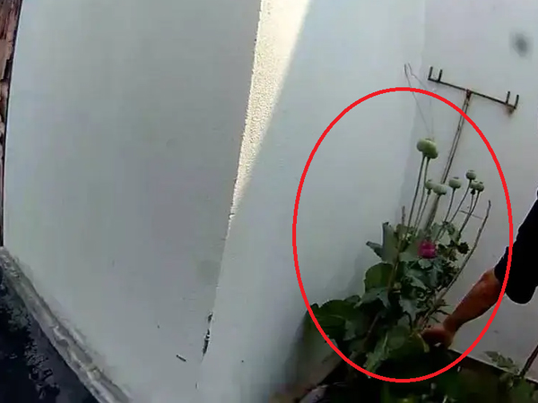 Đang xuýt xoa ngắm vườn rau trên sân thượng nhà hàng xóm, người phụ nữ tái mặt với cảnh này: Báo cảnh sát!
