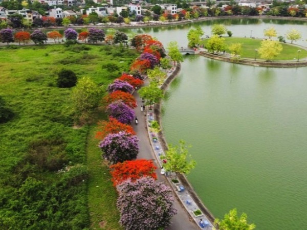 Con đường hoa đẹp như Hàn Quốc giữa TP Thanh Hóa