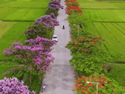 Con đường 800m hot nhất Hải Dương: Bên đỏ rực hoa phượng, bên tím rịm bằng lăng