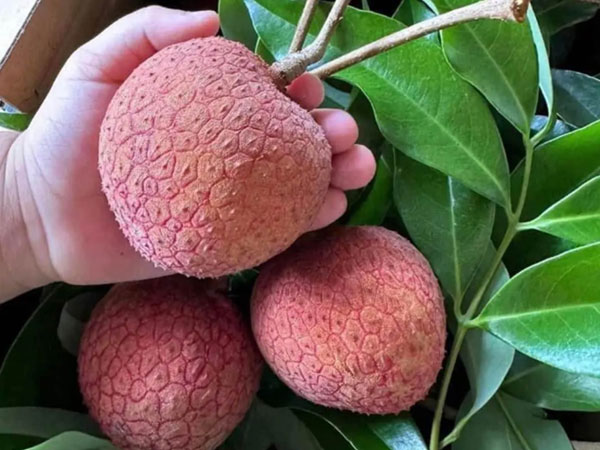 Vải thiều 'khổng lồ' giá siêu đắt đỏ vẫn cháy hàng