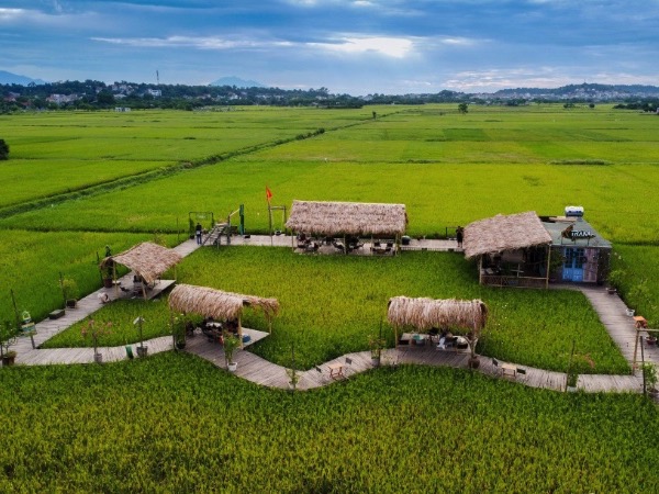 Quán cà phê giữa cánh đồng đẹp ngất ngây trong mùa lúa chín