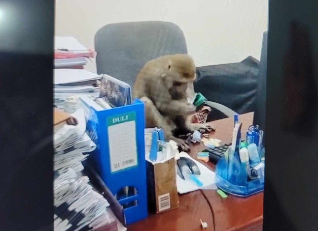 Khỉ hoang quậy phá, trêu đùa cán bộ và người dân ở trung tâm Hà Nội