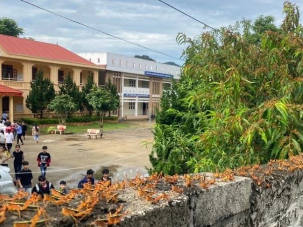 Châu chấu 'đổ bộ' tạo cảnh tượng chưa từng có ở Lạng Sơn: Khoa học đã có lí giải cho hiện tượng hàng nghìn tỷ con sâu bọ 'tập hợp' chưa?