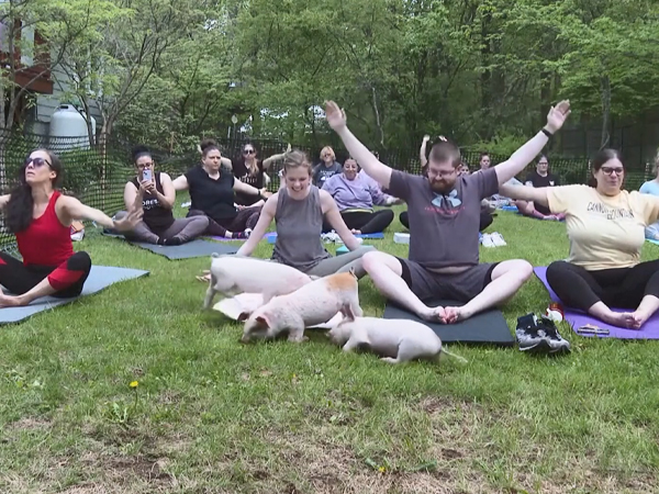 Lợn, dê, thỏ.... tìm cảm giác yên bình khi tập yoga cùng người dân Mỹ