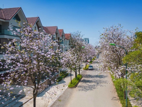 Những mùa hoa đẹp nao lòng ở Ciputra Hanoi