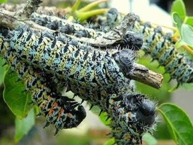 3 đặc sản nhìn 'hết hồn' nhưng nhà giàu 'mê như điếu đổ'