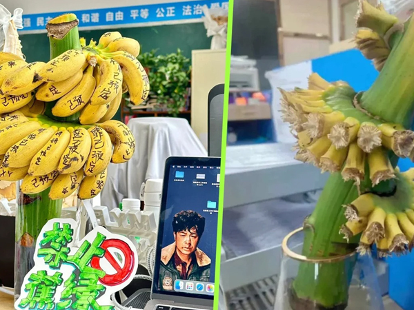 Trồng cả buồng chuối trên bàn làm việc ở văn phòng để chống căng thẳng