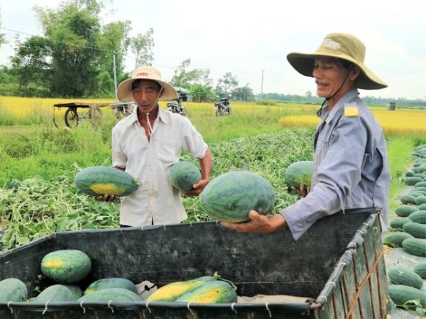 Sắp hết cảnh lo rủi ro xuất khẩu dưa hấu