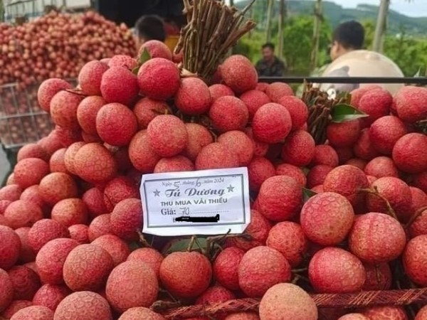 Kẻ khóc, người cười mùa vải thiều Bắc Giang