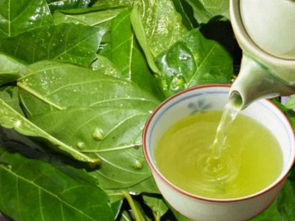 Việt Nam có 2 loại lá phơi khô là 'dược liệu vàng' giúp hạ đường huyết tự nhiên, còn dưỡng thận, mát gan hiệu quả