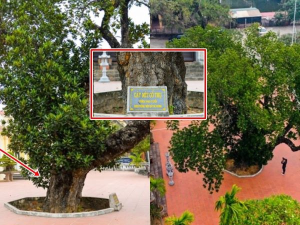 Kỳ lạ cây mít được trồng trên đất 'đế vương': Tuổi đời hơn 500 năm, từng bị bom găm nhưng vẫn ra quả đều