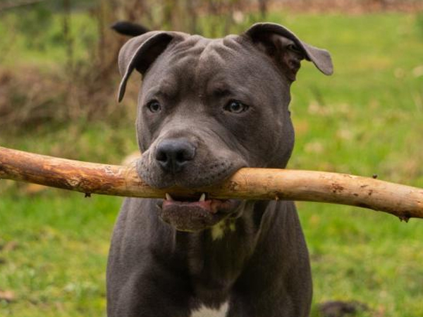 Bé gái 5 tuổi bị thương nặng vùng mặt khi bị chó Pitbull của họ hàng đến chơi tấn công